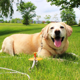 Boss Pet Products 30 ft XL Tie-Out & Dome Stake Combo