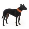Reflective Dog Collar XL Size Fluorescent Blaze Orange with Adjustable Fastener for Large Pets High Visibility Dog Products to Safeguard Your PUP from