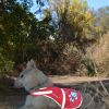 Pink Dog Reflective Vest XL Size Hi Vis Fluorescent Visibility Helping to Safeguard Your Pet On Off Leash in Urban & Rural Areas
