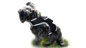 Reputable Water Resilient GPS Tag for Dogs Rechargeable Collar Mount GSM Tracker Size:L