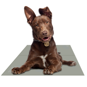 Chillz Cooling Gel Mat for Dogs (Color: Sage Gray, size: large)
