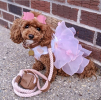 Dog Leash