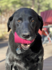 SP Ice Cream Cone Durable Rubber Chew Toy and Treat Dispenser