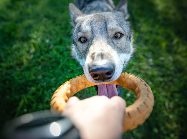 Gnaw Guard Floating Dog Chew Toy (Color: Blue, size: small)