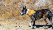 Orange Dog Bandana Hi Visibility Reflective Blaze Orange Bandana for Large Pets Safety Accessories for Walking Camping and Off Leash Exploratio