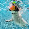 Rolling Ball for Dogs; Pet Dog Mental Stimulation Toys | Made of Natural Rubber; Active Rolling Ball for Dog Puppies and Cats; Happy; Intelligent